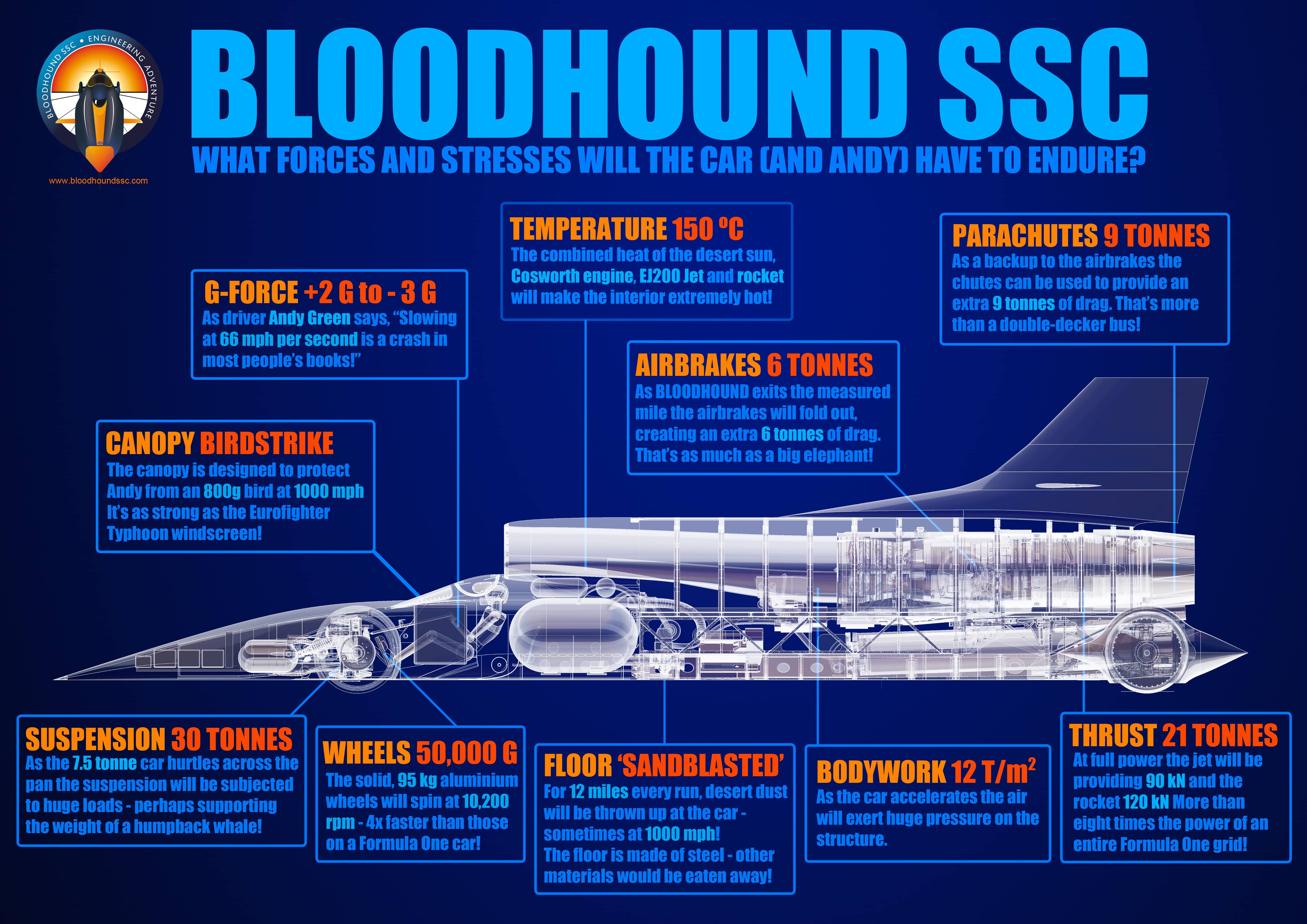 bloodhound infographic 03